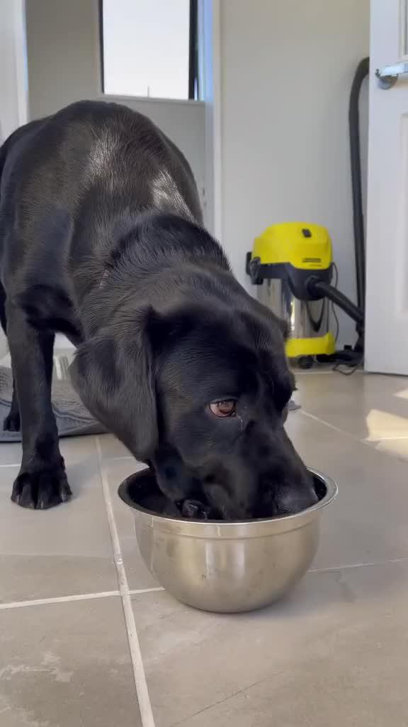 Cat & Dog Water Fountain – Auto-Circulating Fresh Water Dispenser